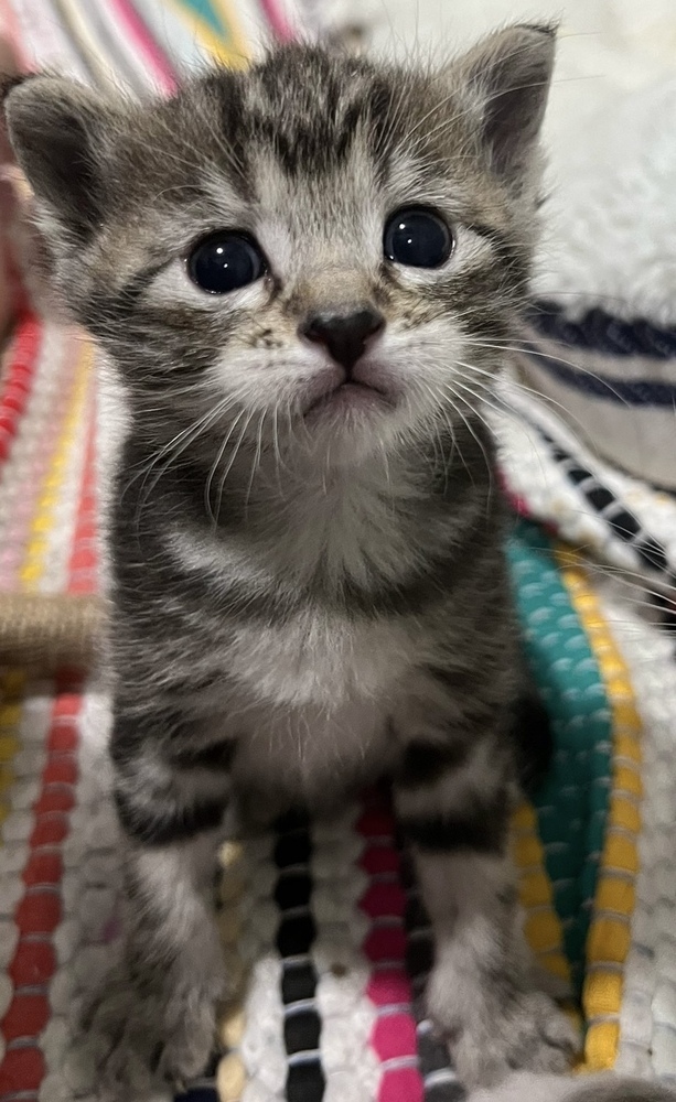 Lion, an adoptable Domestic Short Hair in McPherson, KS, 67460 | Photo Image 3