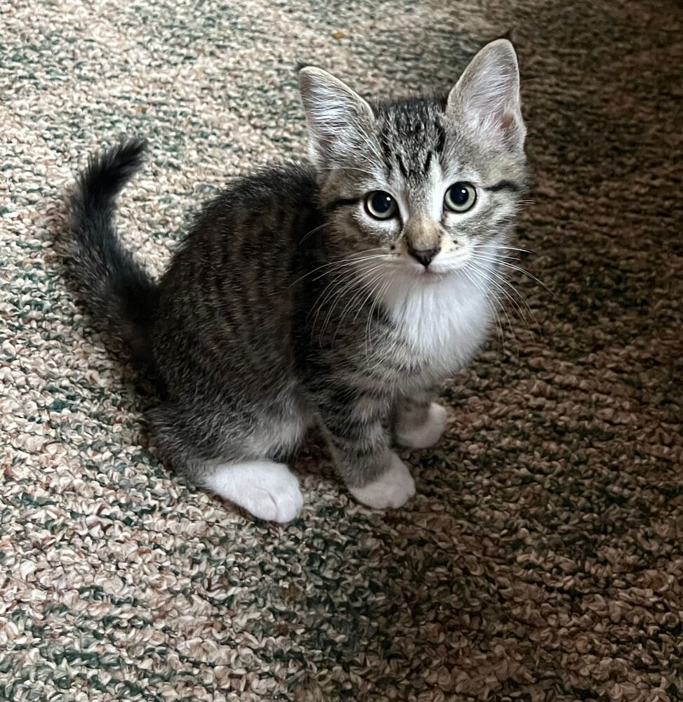Dolphin, an adoptable Domestic Short Hair in McPherson, KS, 67460 | Photo Image 2