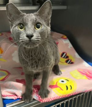 Gidget, Young Female Domestic Short Hair