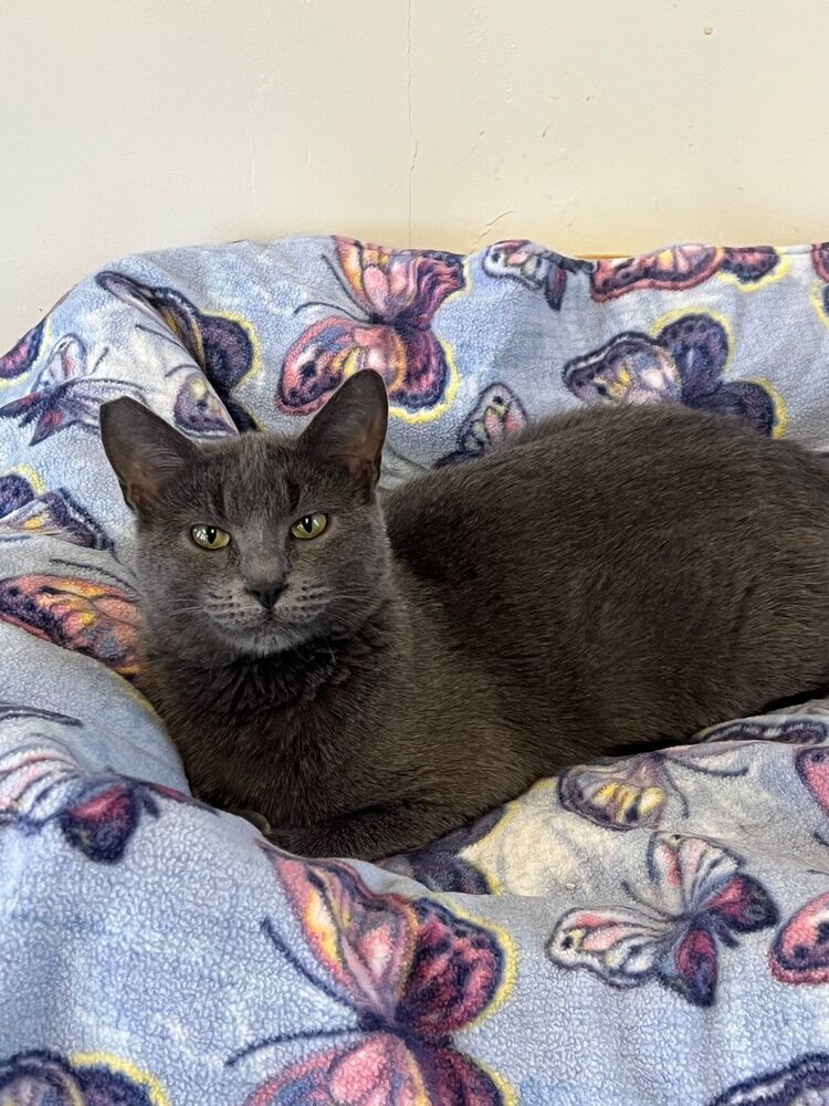 Gidget, an adoptable Domestic Short Hair in McPherson, KS, 67460 | Photo Image 1