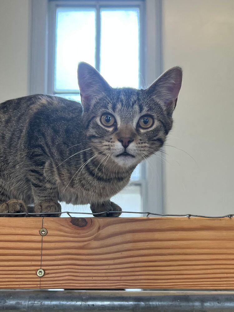 Mouse, an adoptable Domestic Short Hair in McPherson, KS, 67460 | Photo Image 1