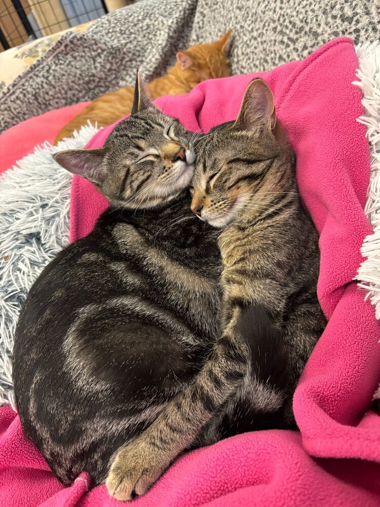 Mouse, an adoptable Domestic Short Hair in McPherson, KS, 67460 | Photo Image 2