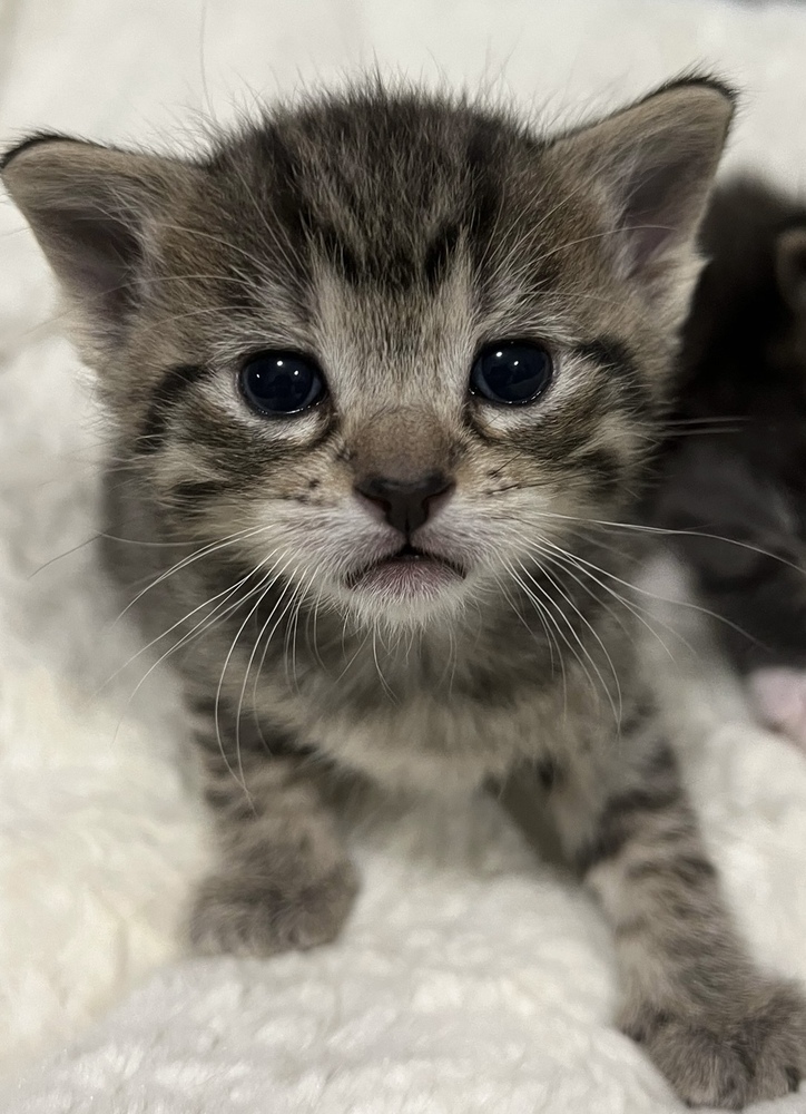 Mouse, an adoptable Domestic Short Hair in McPherson, KS, 67460 | Photo Image 3