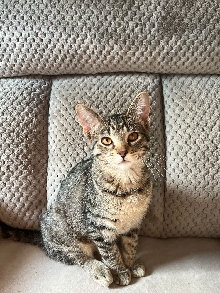 Mouse, an adoptable Domestic Short Hair in McPherson, KS, 67460 | Photo Image 3