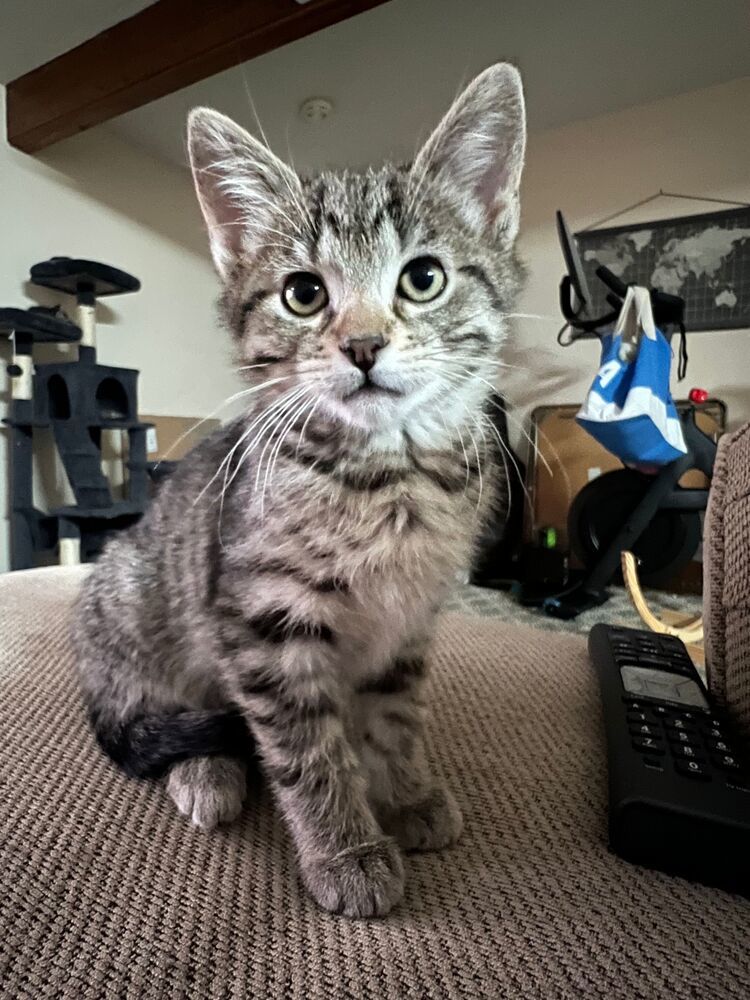 Mouse, an adoptable Domestic Short Hair in McPherson, KS, 67460 | Photo Image 4