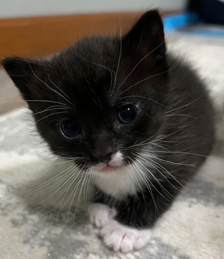 Turtle, an adoptable Domestic Short Hair in McPherson, KS, 67460 | Photo Image 2