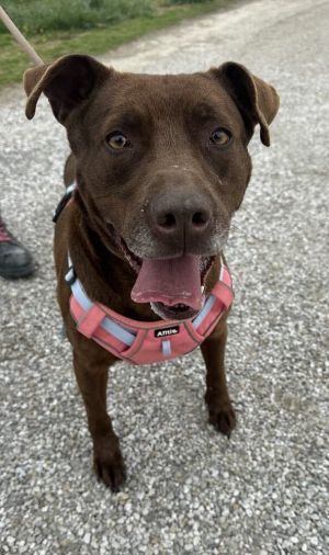 Stella Grace, Adult Female Labrador Retriever