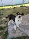 Amelio photo 1