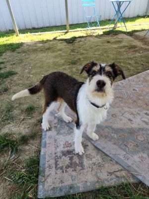 Amelio, Baby Male Terrier