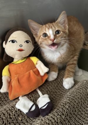 Oak, Baby Male Domestic Short Hair
