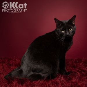Twix, Adult Male Domestic Short Hair