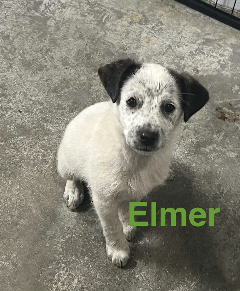 Elmer