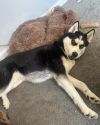 Thor - *Courtesy Post* photo 3