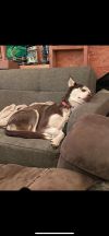 Thor - *Courtesy Post* photo 5