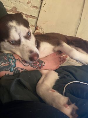 June *Courtesy Post&#34;, Adult Female unknown