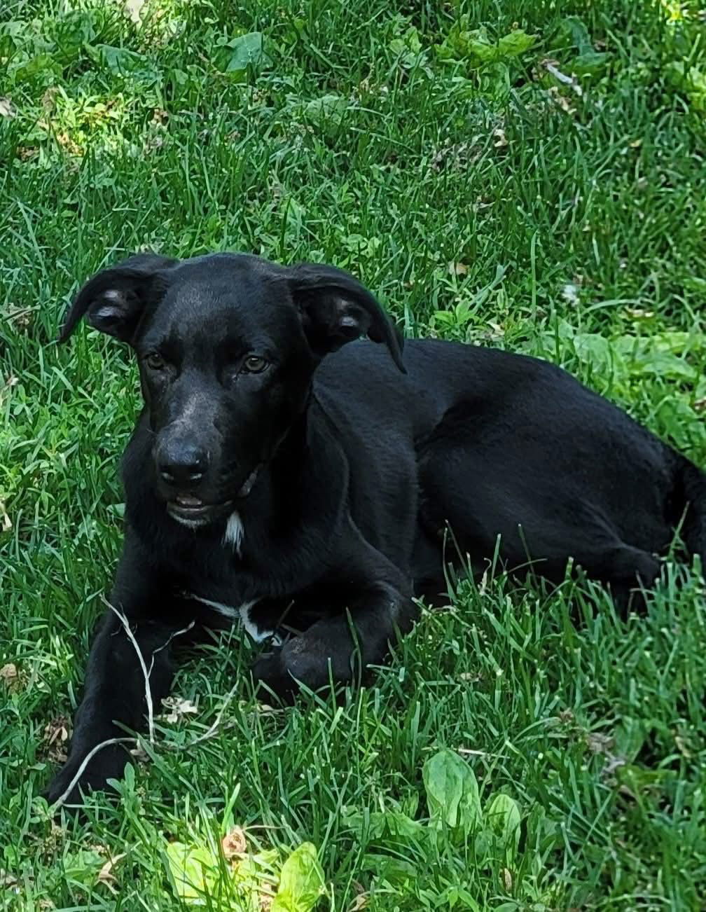 Midnight, an adoptable Labrador Retriever, German Shepherd Dog in New London, WI, 54961 | Photo Image 1