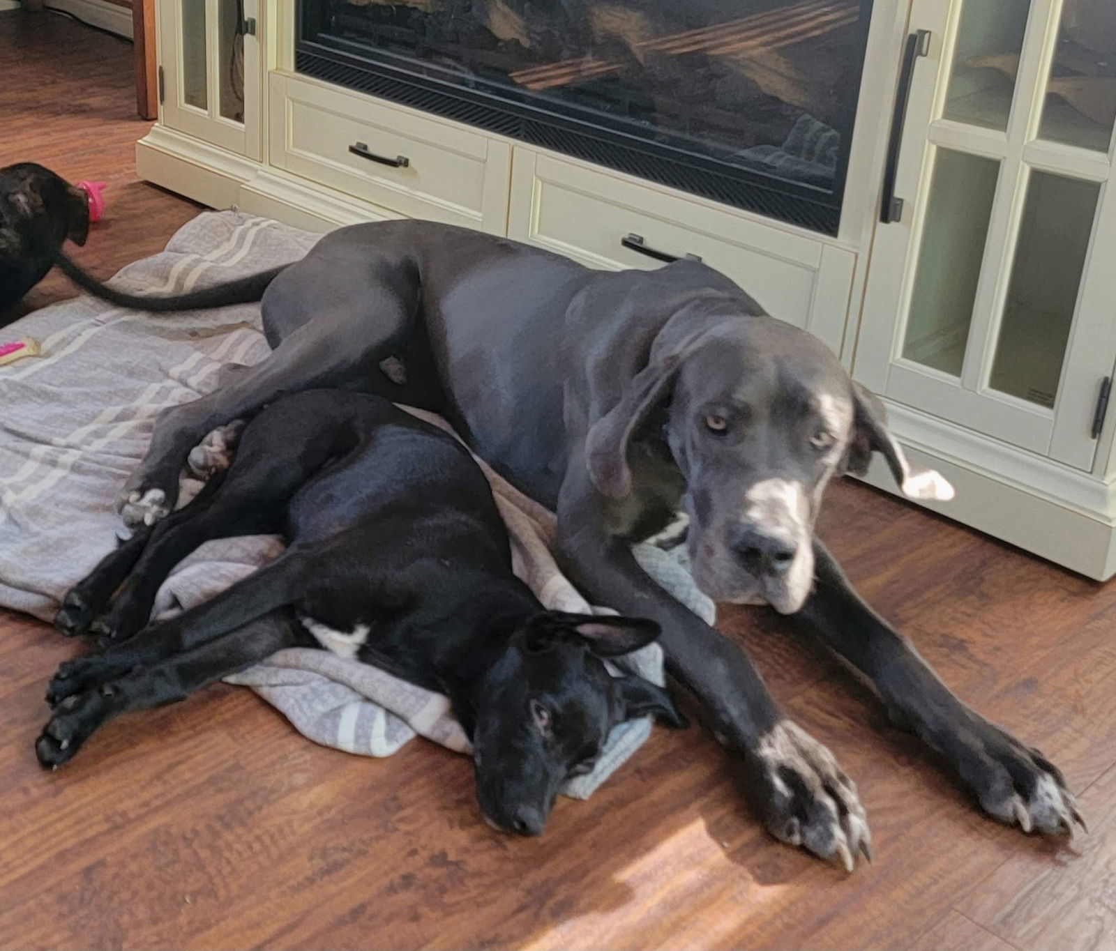 Midnight, an adoptable Labrador Retriever, German Shepherd Dog in New London, WI, 54961 | Photo Image 2