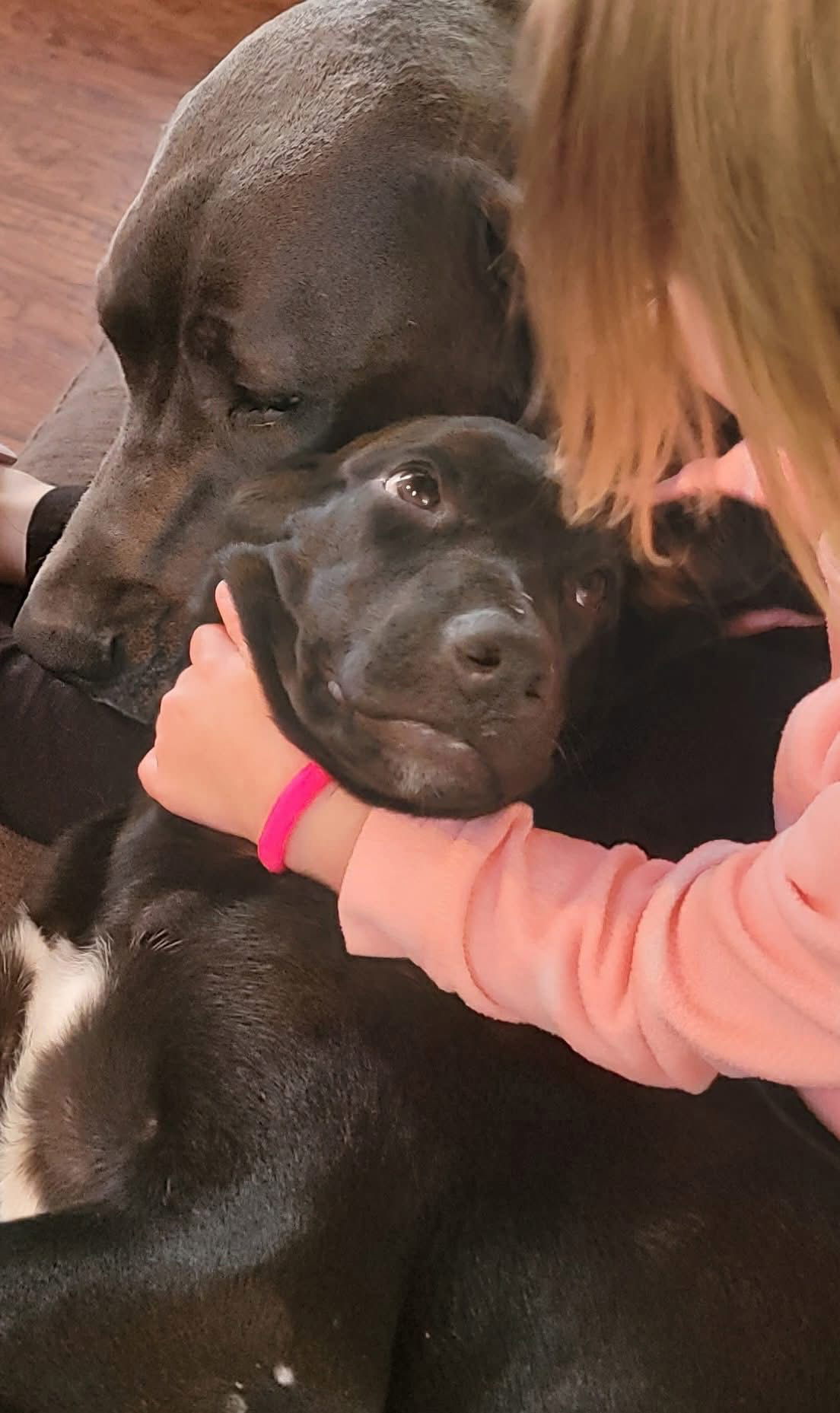 Midnight, an adoptable Labrador Retriever, German Shepherd Dog in New London, WI, 54961 | Photo Image 3