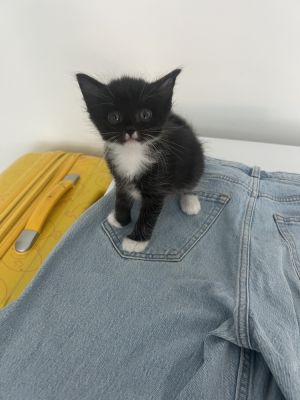 Serotonin is a 2-month-old 15-pound female tuxedo kitten with a curious heart and gentle soul She