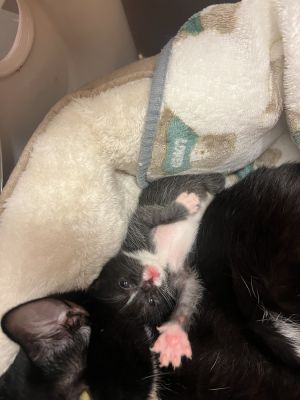 Endorphins is a gentle and intelligent 2-month-old tuxedo kitten with a calm presence and a playful 