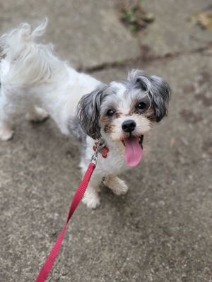 Bixby-The Most Playful Pup On The Planet, Adult Male Poodle