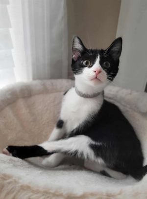 Buzz, Baby Female Domestic Short Hair
