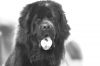 Bear photo 1