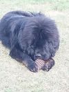 Bear photo 6