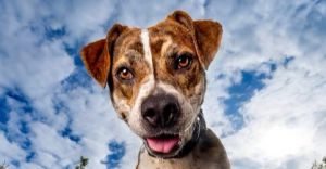 Thrasher, Young Male Mixed Breed