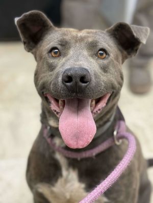Stewey, Adult Male Pit Bull Terrier