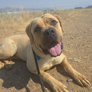 Stella, Adult Female Mastiff