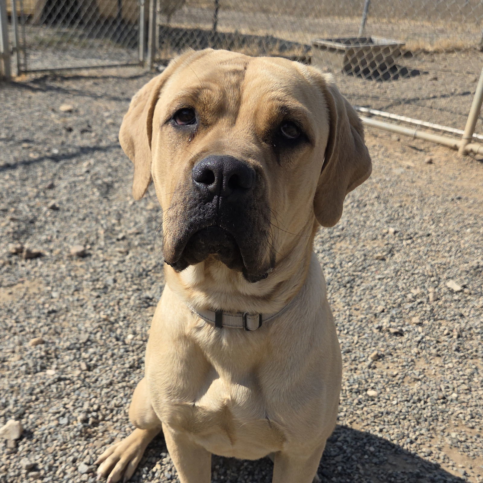 Stella, an adoptable Cane Corso, Boerboel in Yreka, CA, 96097 | Photo Image 1