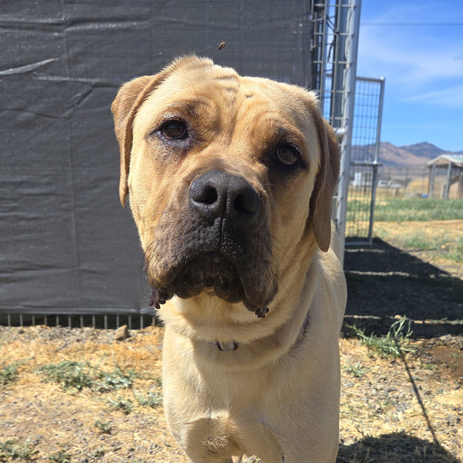 Stella, an adoptable Cane Corso, Boerboel in Yreka, CA, 96097 | Photo Image 3