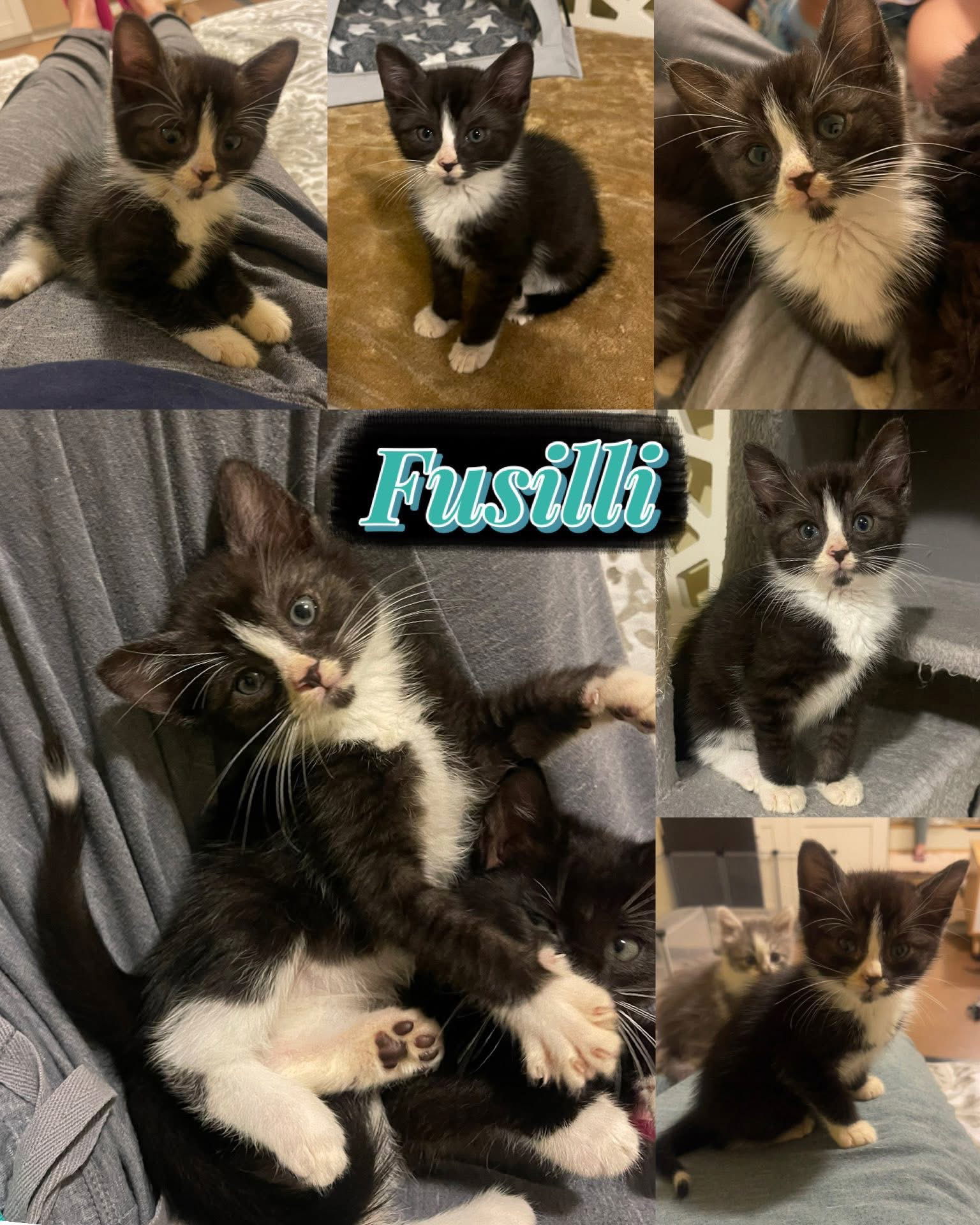 Fusilli