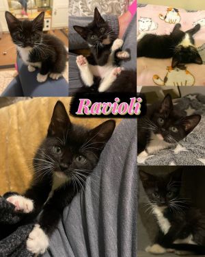 Ravioli, Baby Female Domestic Short Hair
