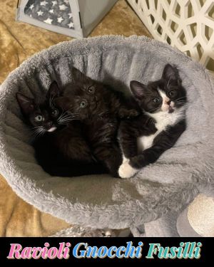 Gnocchi, Baby Male Domestic Short Hair