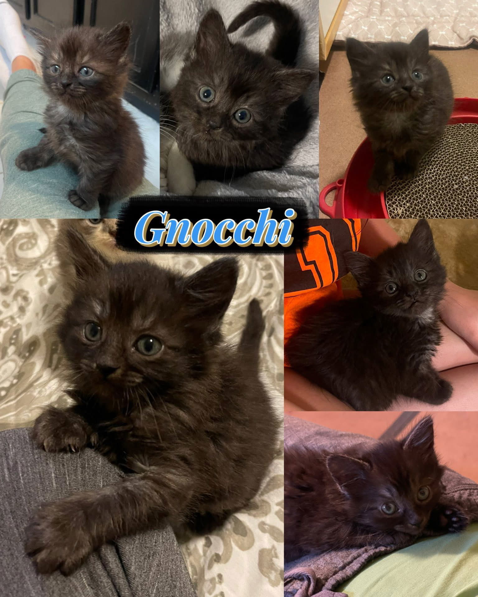 Gnocchi