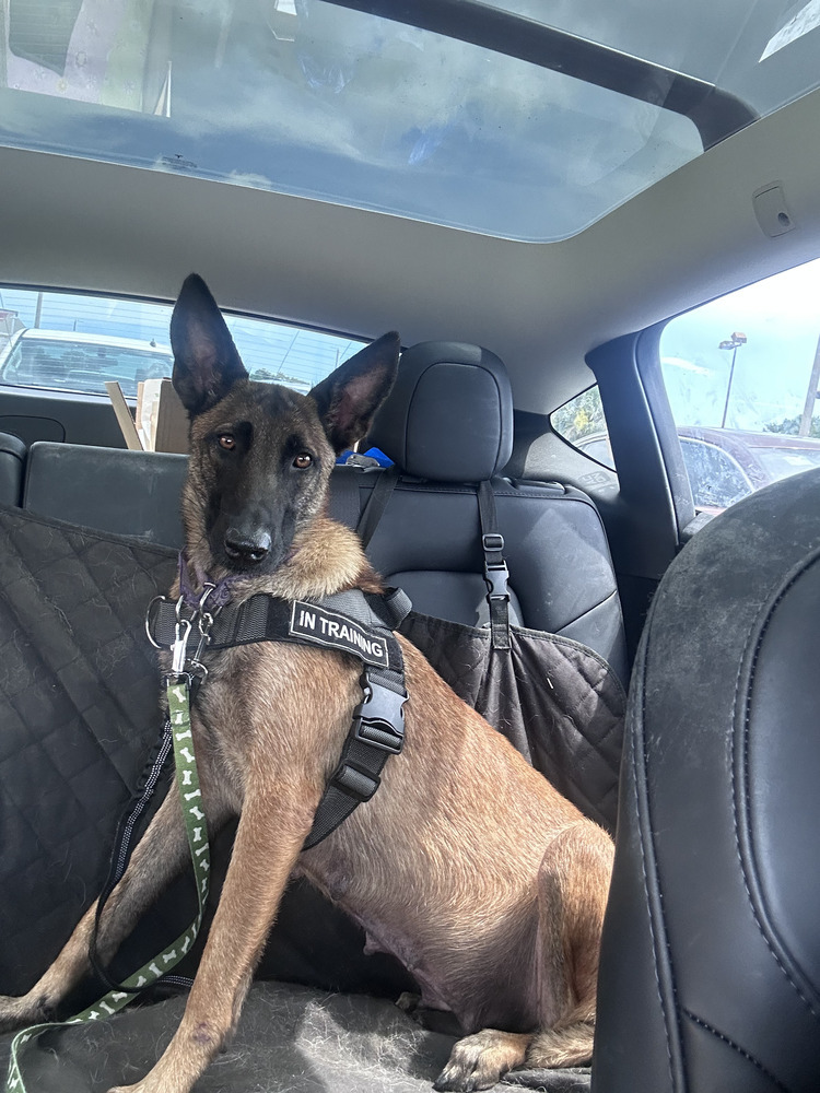Darby - Located in Florida