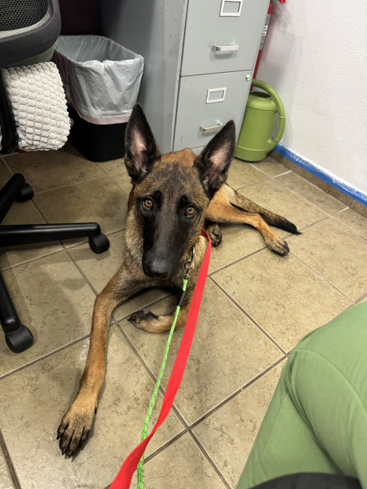 Darby - Located in Florida