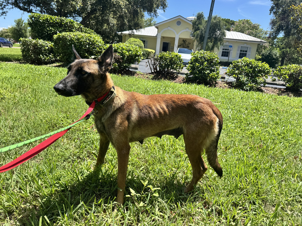 Darby - Located in Florida