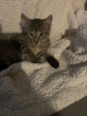 Wheeler, Baby Female Domestic Short Hair