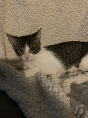 Snowy, Baby Female Domestic Short Hair