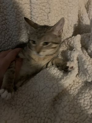 Gi, Baby Male Domestic Short Hair