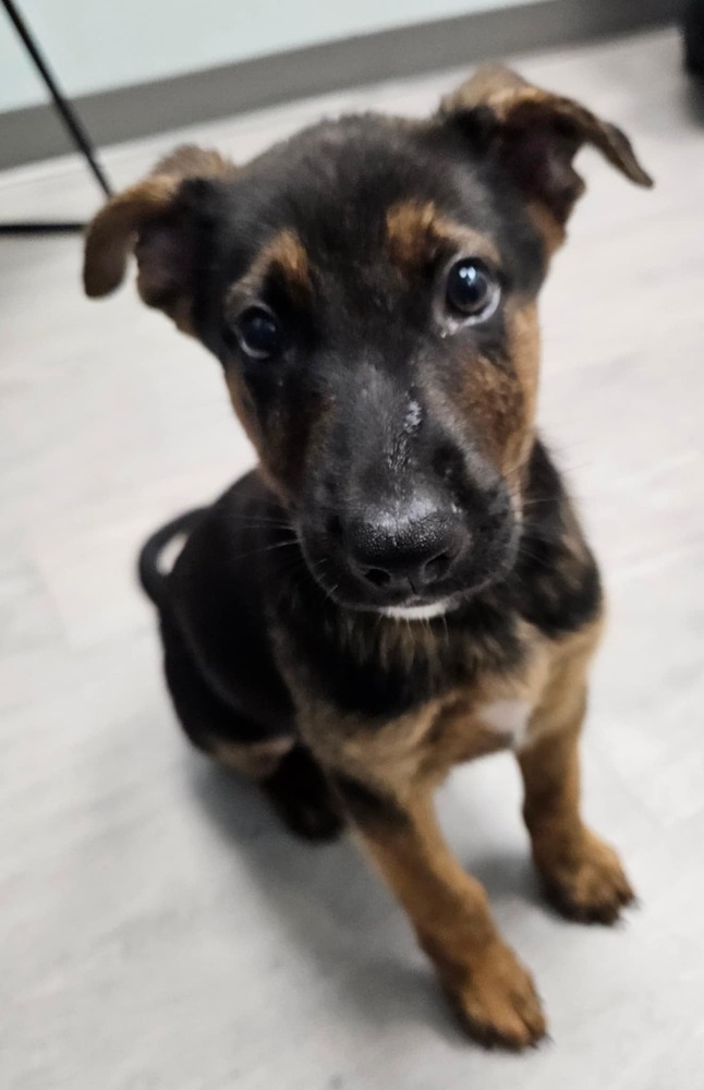 Arlo
