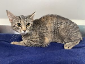 Casey, Young Female Domestic Short Hair