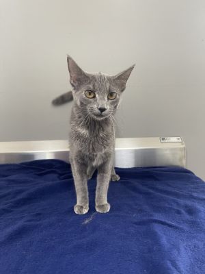 Destiney, Young Female Domestic Short Hair