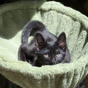 Mistys foster found her in the engine bay of a Mitsubishi SUV at a car park just resiliently meowin