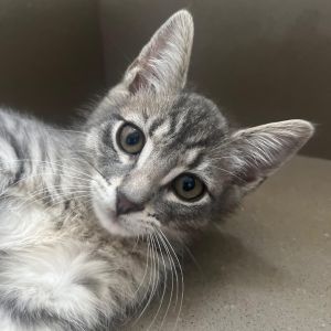Sludge Domestic Short Hair Cat