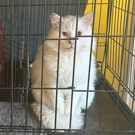 Sir Anthony a name deserving of his good looks and regal personality was found in a neighborhood fen