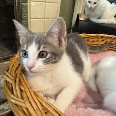 Charlie